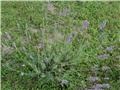 lavanda